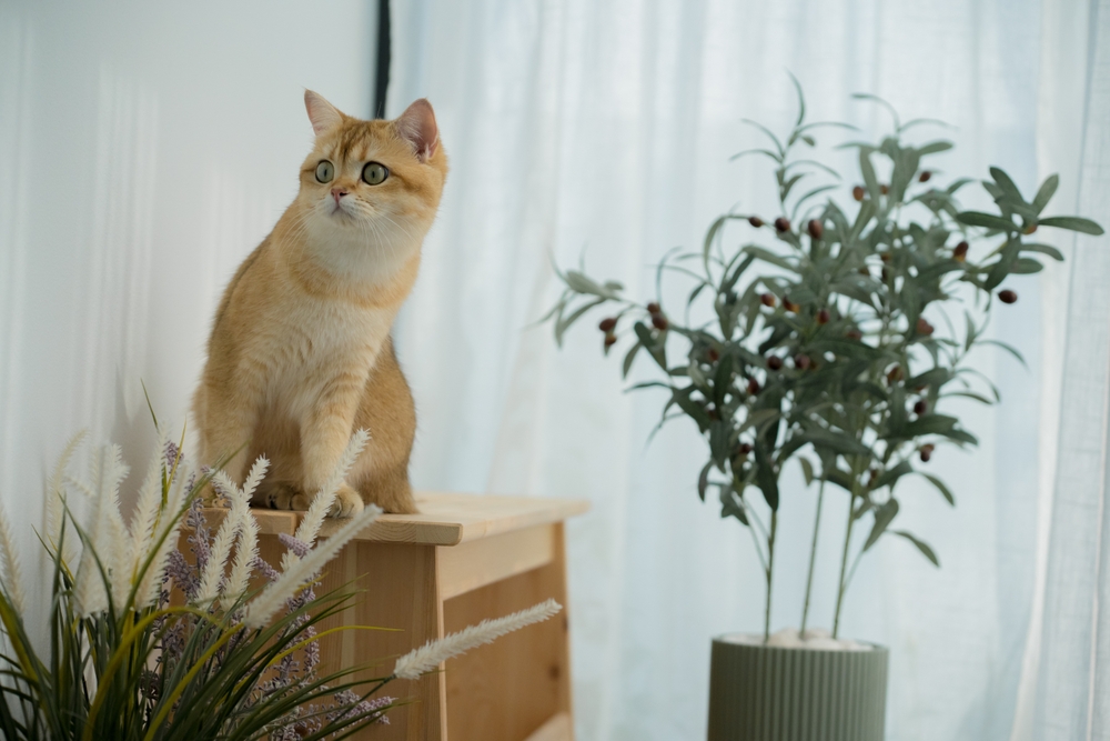 Trasloco: come aiutare il gatto ad adattarsi in una nuova casa